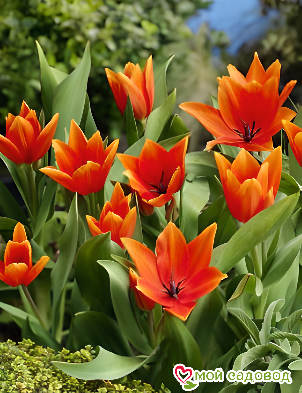 Тюльпан ботанический Литтл Принцесс