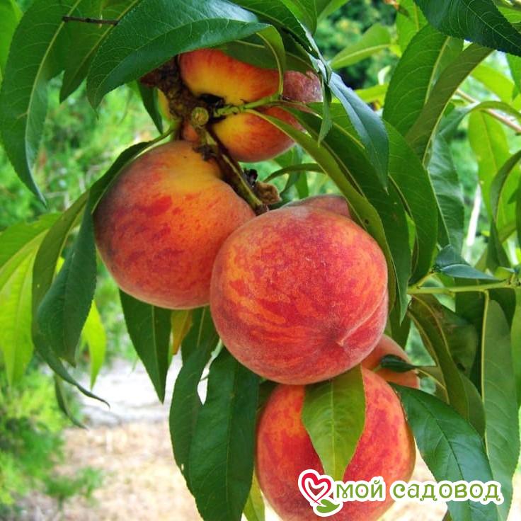 Персик Крест Хейвен