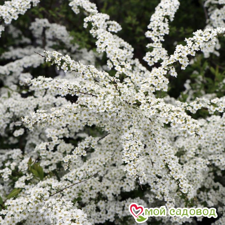 Спирея "Грефшейм"